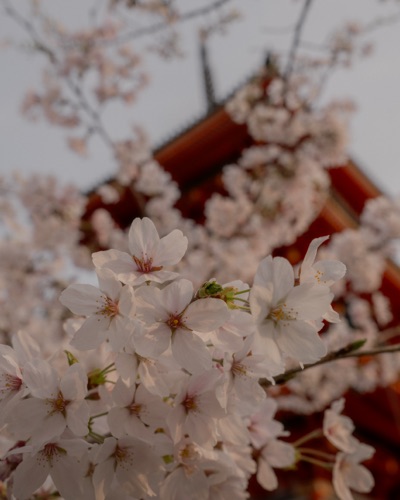 Portrait from a trip to Japan