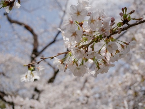Postcard scene from a trip to Japan