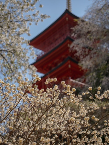 Postcard scene from a trip to Japan